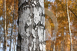 Beautiful scene with birches in yellow autumn birch forest