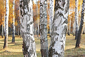 Beautiful scene with birches in yellow autumn birch forest