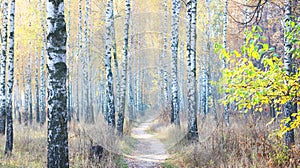 Beautiful scene with birches in yellow autumn birch forest