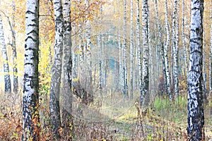 Beautiful scene with birches in yellow autumn birch forest