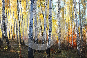 Beautiful scene with birches in yellow autumn birch forest