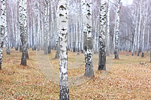 Beautiful scene with birches in yellow autumn birch forest