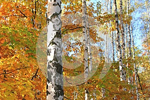 Beautiful scene with birches in yellow autumn birch forest