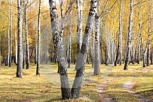 Beautiful scene with birches in yellow autumn birch forest in october