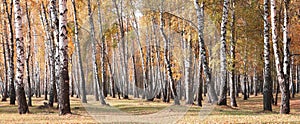 Beautiful scene with birches in yellow autumn birch forest in october