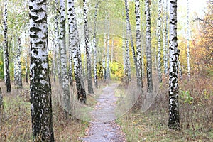 Beautiful scene with birches in yellow autumn birch forest in october