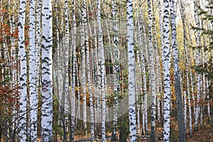 Beautiful scene with birches in yellow autumn birch forest in october