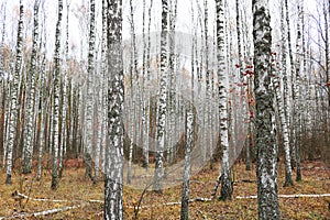 Beautiful scene with birches in yellow autumn birch forest in october among other birches