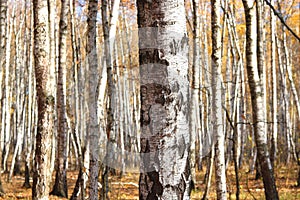 Beautiful scene with birches in yellow autumn birch forest in october among other birches