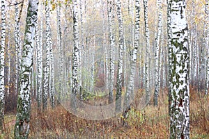 Beautiful scene with birches in yellow autumn birch forest in october among other birches