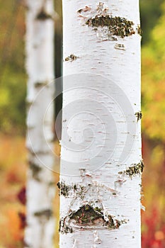 Beautiful scene with birches in yellow autumn forest