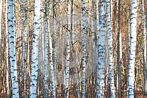 Beautiful scene with birches in yellow autumn forest
