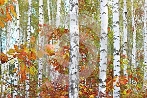 Beautiful scene with birches in yellow autumn forest