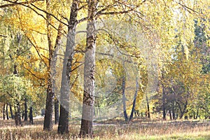 Beautiful scene with birches in yellow autumn forest