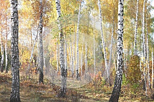 Beautiful scene with birches in yellow autumn forest