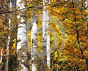 Beautiful scene with birches in yellow autumn forest