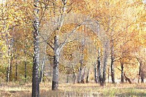 Beautiful scene with birches in yellow autumn forest