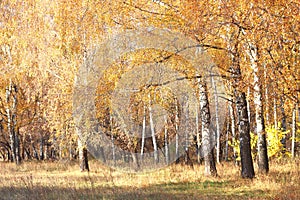 Beautiful scene with birches in yellow autumn forest