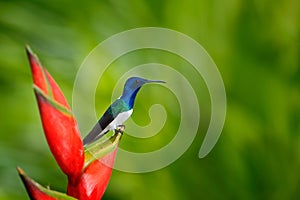 Beautiful scene with bird and flower in wild nature. Hummingbird White-necked Jacobin sitting on beautiful red flower heliconia wi