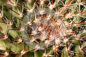 Beautiful scene of cloud thorn of cactus in garden