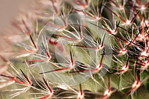 Beautiful scene of cloud thorn of cactus in garden