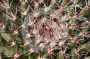 Beautiful scene of cloud thorn of cactus in garden