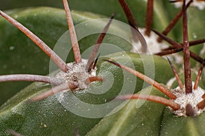 Beautiful scene of cloud thorn of cactus in garden