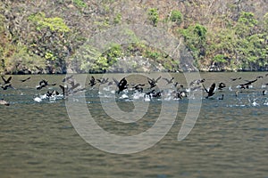 Beautiful scene of a flock of birds flying over the river with the forest in the background