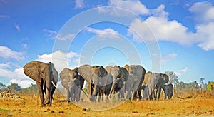 Beautiful scene of a herd of elephants walking through the African bush with a lovely cloudscape sky