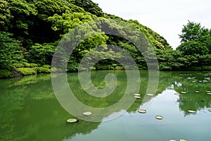 Beautiful scene of lush green japanese garden landscape with shades of green plant mountain, lotus pond and water reflection