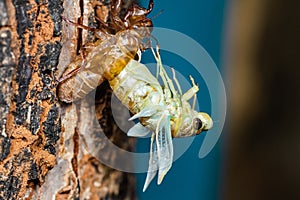 Beautiful scene macro insect molting cicada on tree in nature