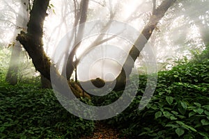 Beautiful Scene Misty Old Forest