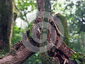 Rebirth of an old tree cutted down, Bosque de la Hoja, Heredia, Costa Rica photo