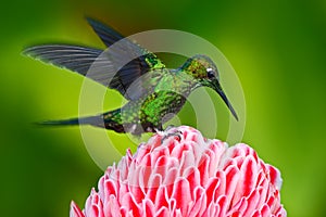 Beautiful scene with shiny bird. Green hummingbird Green-crowned Brilliant, Heliodoxa jacula, near pink bloom with pink flower