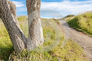 Beautiful scene of walking track beside alone tree on Auckla