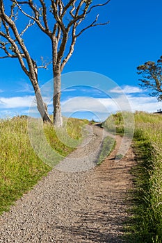 Beautiful scene of walking track beside alone tree on Auckla