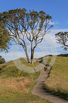 Beautiful scene of walking track beside the big tree on Auck