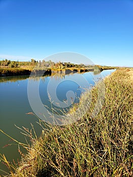 Beautiful scene of water canal and tall grasses