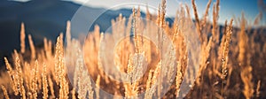 Beautiful scene with waving wild grass on a sunset. Close Up summer grass In sunrise sunlight.