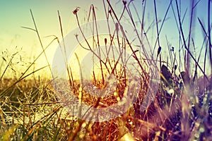 Beautiful scene with waving wild grass on a sunset. Shot with lens flare. Retro style.