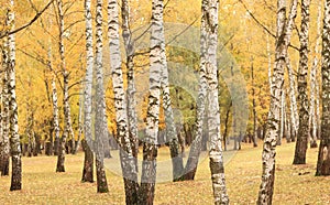 Beautiful scene in yellow autumn birch forest in october with fallen yellow autumn leaves