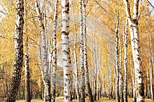 Beautiful scene in yellow autumn birch forest in october with fallen yellow autumn leaves