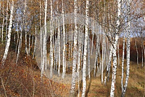 Beautiful scene in yellow autumn birch forest in october with fallen yellow autumn leaves
