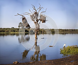Beautiful scenery of the African savannah with a tree in the middle of an African lake