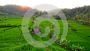 Beautiful Scenery Afternoon in Geger Tengah Rice Fields, Cineam District, Tasikmalaya Regency, West Java, Indonesia