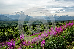 Beautiful scenery with Alaska Mountains with the Fireweed in the foreground