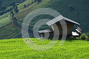 Beautiful scenery of Ban pa pong piang, Rice fields on a hill with view of mount at Mae Chem of Chiang Mai.