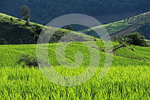 Beautiful scenery of Ban pa pong piang, Rice fields on a hill with view of mount at Mae Chem of Chiang Mai.