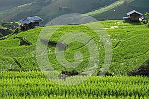 Beautiful scenery of Ban pa pong piang, Rice fields on a hill with view of mount at Mae Chem of Chiang Mai.