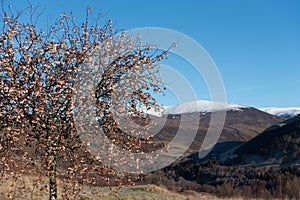 Beautiful scenery of berries on the tree with Munros in the background